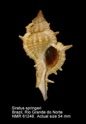 Siratus springeri (5).jpg - Siratus springeri (Bullis,1964)